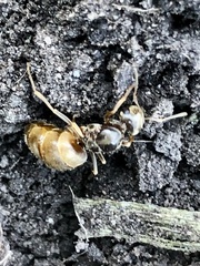 Lasius neoniger