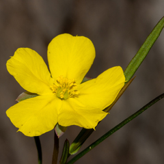 Hibbertia cunninghamii