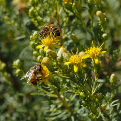 Ericameria pinifolia
