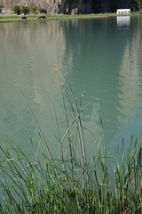 Schoenoplectus tabernaemontani