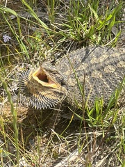 Pogona barbata
