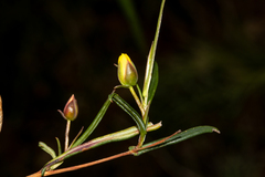 Hibbertia cunninghamii