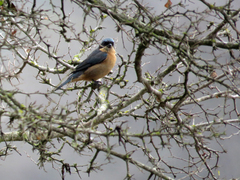 Pipraeidea melanonota