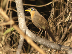 Morococcyx erythropygus