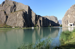 Schoenoplectus tabernaemontani