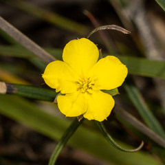Hibbertia cunninghamii
