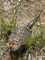 Pogona barbata