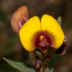 Bossiaea ornata