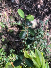 Maclura cochinchinensis
