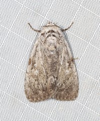 Barasa cymatistis