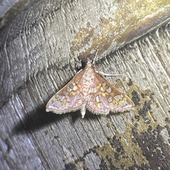 Spilomelinae