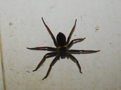 Heteropoda martinae