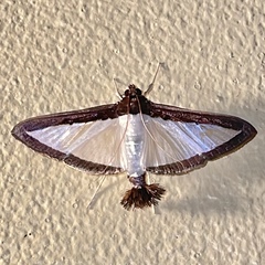 Diaphania superalis