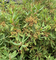 Rhododendron groenlandicum