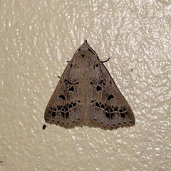 Herminodes atrosignata