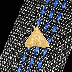Pyrausta insignitalis