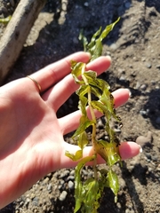 Potamogeton richardsonii