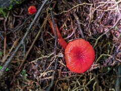 Hygrocybe minutula