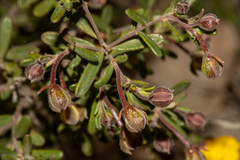 Hibbertia hypericoides hypericoides