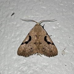 Herminodes concatenalis