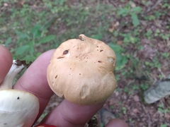 Cuphophyllus pratensis