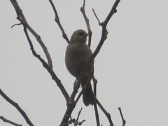 Agelaioides badius