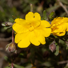 Hibbertia hypericoides hypericoides
