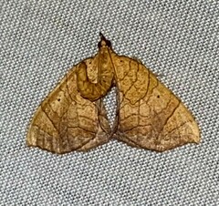 Eulithis diversilineata