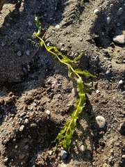 Potamogeton richardsonii