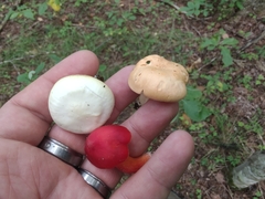 Cuphophyllus pratensis