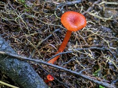Hygrocybe minutula