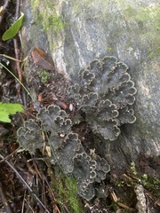 Peltigera horizontalis