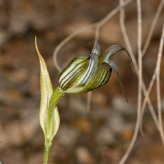 Pterostylis recurva