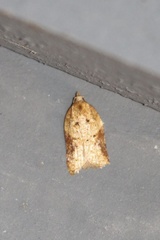 Acleris macdunnoughi