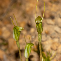 Pterostylis pyramidalis