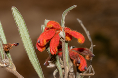 Grevillea brachystylis