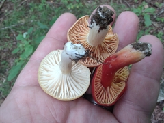 Cuphophyllus pratensis