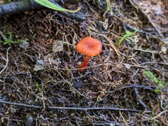 Hygrocybe minutula