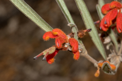 Grevillea brachystylis