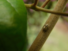 Cytaea