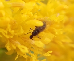 Scatopsidae