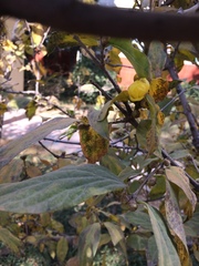 Chimonanthus praecox