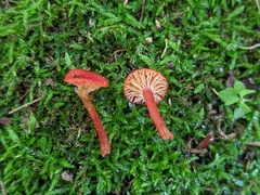 Hygrocybe minutula
