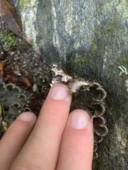 Peltigera horizontalis
