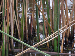 Phleocryptes melanops