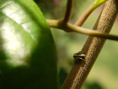 Cytaea