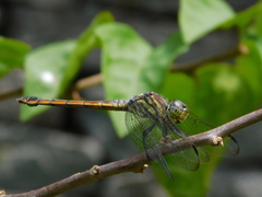 Potamarcha congener