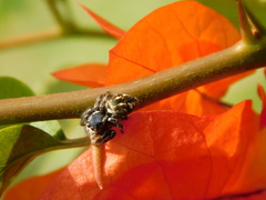 Carrhotus