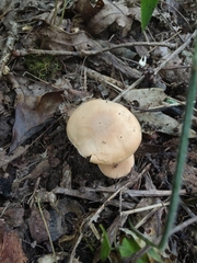 Cuphophyllus pratensis