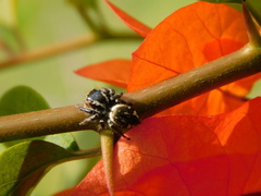 Carrhotus